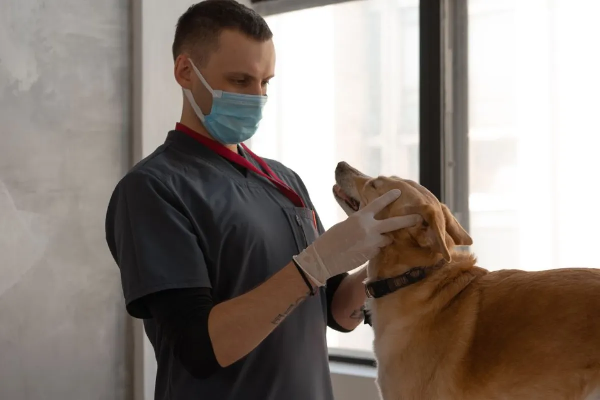 veterinary dog